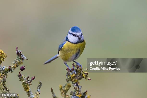 blue tit perched on branch - bluetit stock pictures, royalty-free photos & images