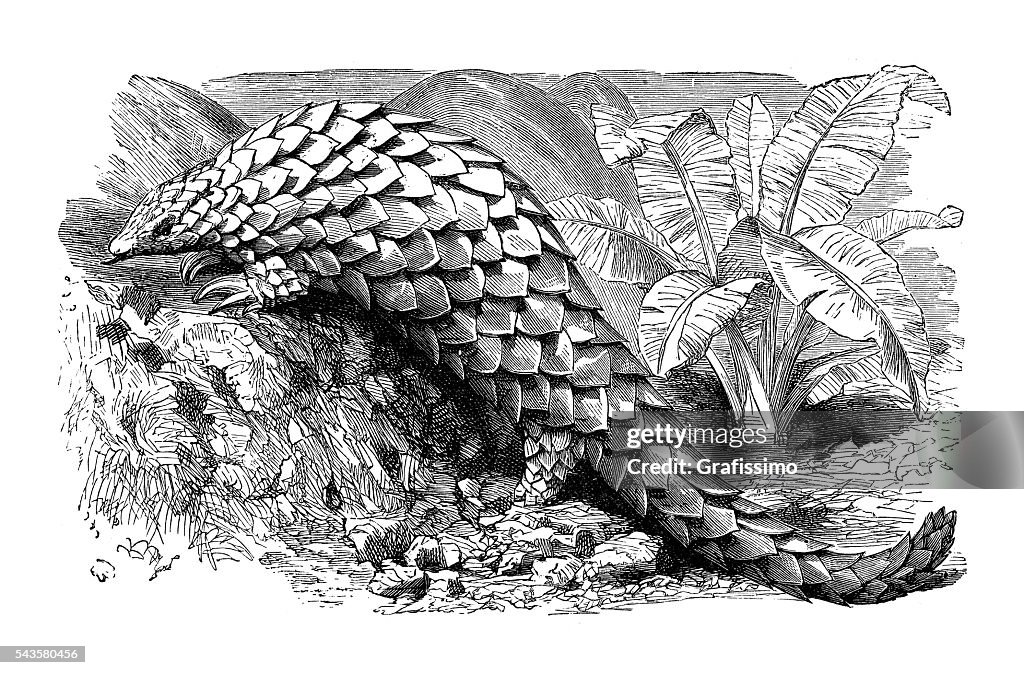 Anteater Pholidota ground pangolin engraving 1880