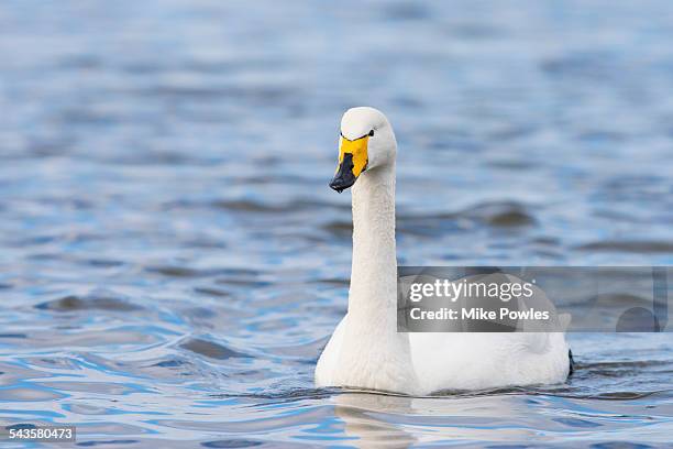 whooper swan adult swimming, norfolk - whooper swan stock-fotos und bilder