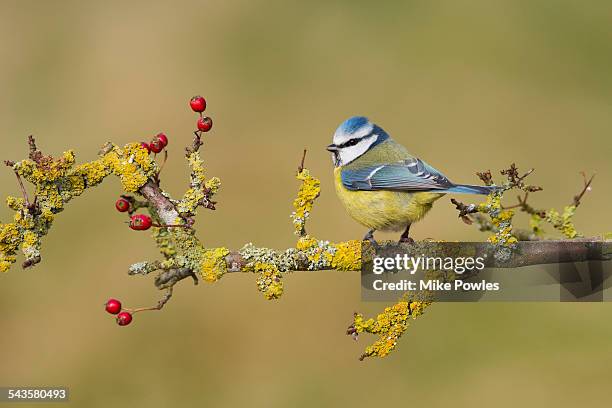 blue tit perched on hawthorn branch - bluetit stock pictures, royalty-free photos & images