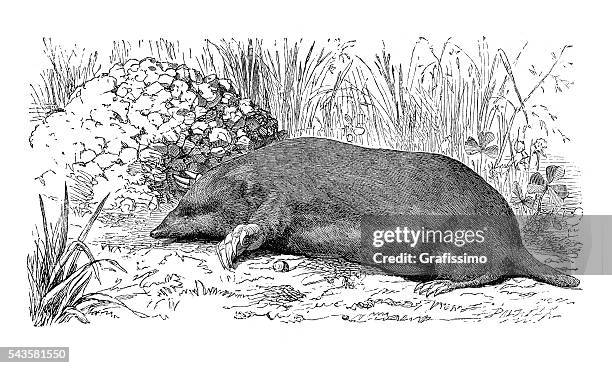 mole talpa europaea engraving 1880 - molehill stock illustrations