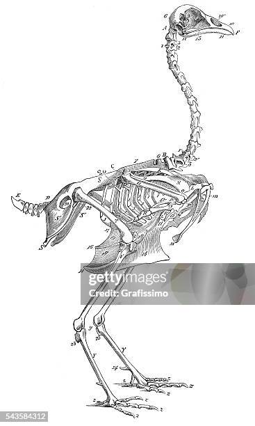 Chicken Rib Skeleton 42 Chicken Skeleton Stock Photos, High-Res Pictures, and Images - Getty ...