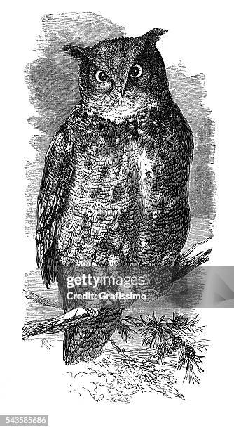 ilustraciones, imágenes clip art, dibujos animados e iconos de stock de eurasiático eagle-búho grabado 1880 - búho real