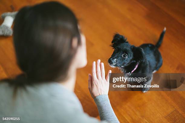 young woman playing with her dog - gesticular imagens e fotografias de stock