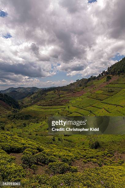 tea plantations, kanungu, uganda - christopher kidd stock pictures, royalty-free photos & images