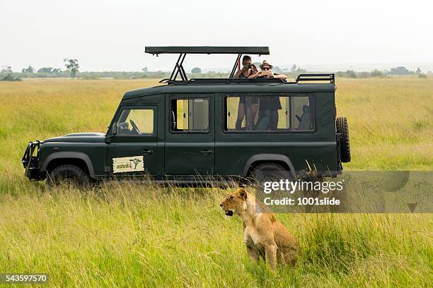 tourists watching lioness very close - africa safari watching stock pictures, royalty-free photos & images