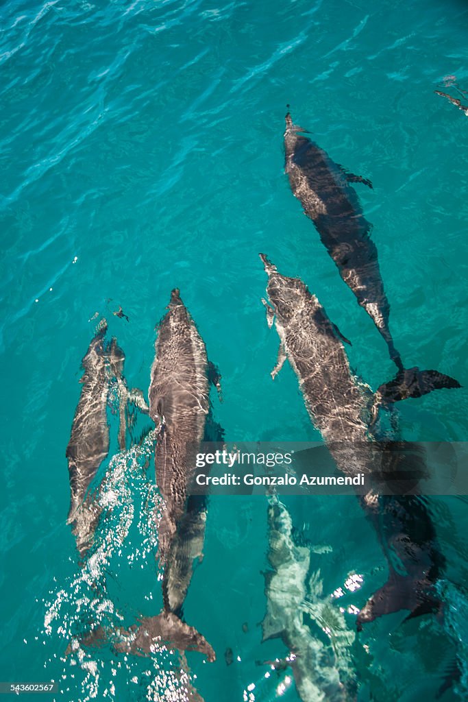 Spinner dolphins in Fernando de Noronha