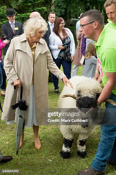 Camilla, Duchess of Cornwall looks at a ram during a visit to The Royal Norfolk Show at Norfolk Showground on June 29, 2016 in Norwich, England.