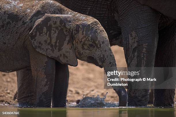 baby elephant (loxodonta africana)  drinking at low angle - olifant fotografías e imágenes de stock
