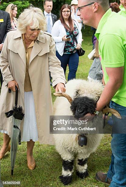 Camilla, Duchess of Cornwall looks at a ram during a visit to The Royal Norfolk Show at Norfolk Showground on June 29, 2016 in Norwich, England.