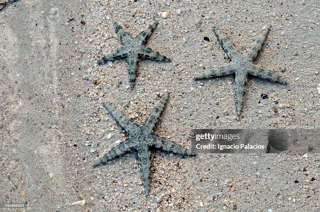 Star fish in White beach, Port Barton