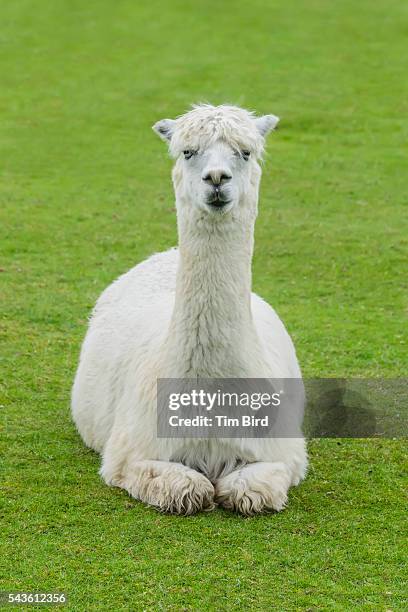 white lama sitting on grass - lama religious occupation stock pictures, royalty-free photos & images