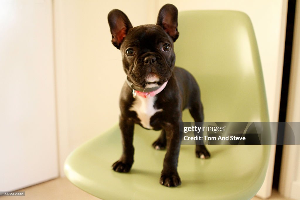 Cute black French bulldog puppy on chair