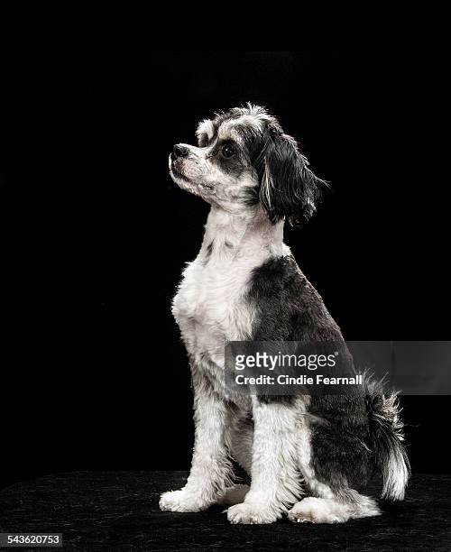 portrait of black & white dog on black background - chinese crested powderpuff stock pictures, royalty-free photos & images