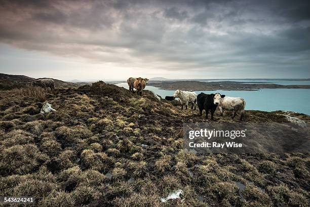 cows overlooking the atlantic coast - lamaçal imagens e fotografias de stock