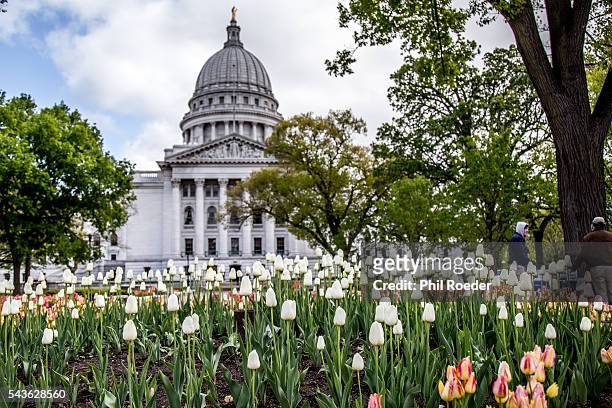 capitol and tulips - madison wisconsin stock-fotos und bilder