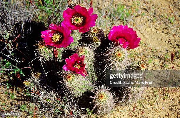 hedgehog strawberry cactus, saguaro national park - saguaro national monument stockfoto's en -beelden