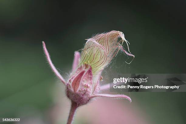Aven Racca 24 Aven Flower Stock Photos, High-Res Pictures, and Images - Getty Images