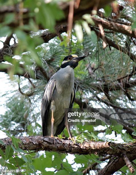 yellow-crowned night-heron - zeesstof stock pictures, royalty-free photos & images