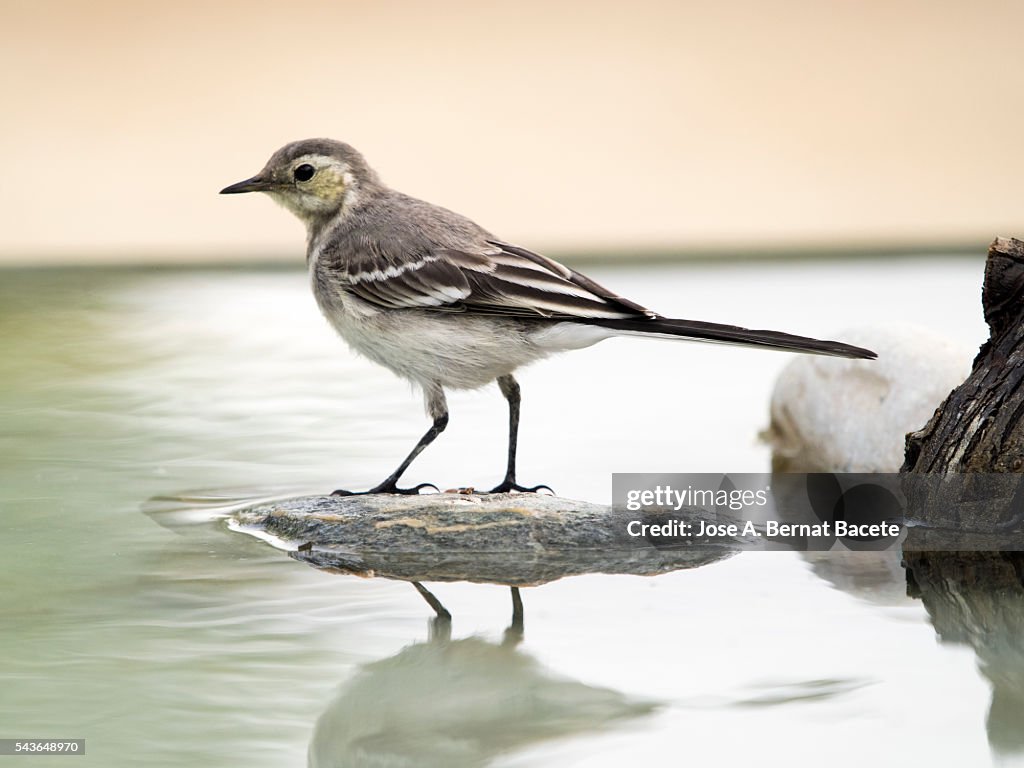 Tawny Pipit (Anthus campestris),drinking inside the water. It is a species of bird paseriforme of the family Motacillidae.