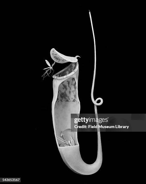 333 Nepenthes Pitcher Stock Photos High Res Pictures And Images 333-nepenthes-pitcher-stock-photos-high-res-pictures-and-images