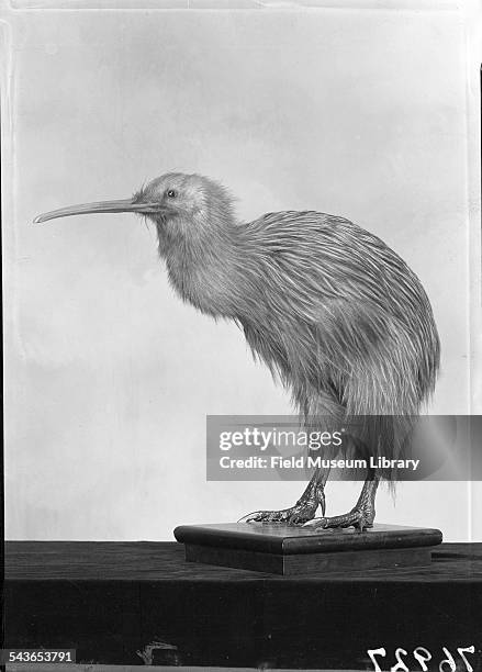 Mounted specimen of a Mantell's Kiwi bird at the Field Museum, Chicago, Illinois, 1931.