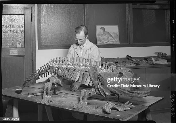 At the Field Museum, Mr William D Turnbull , preparator in Geology, is shown preparing a skeleton of Eryops, a Permian Reptile , Chicago, Illinois,...