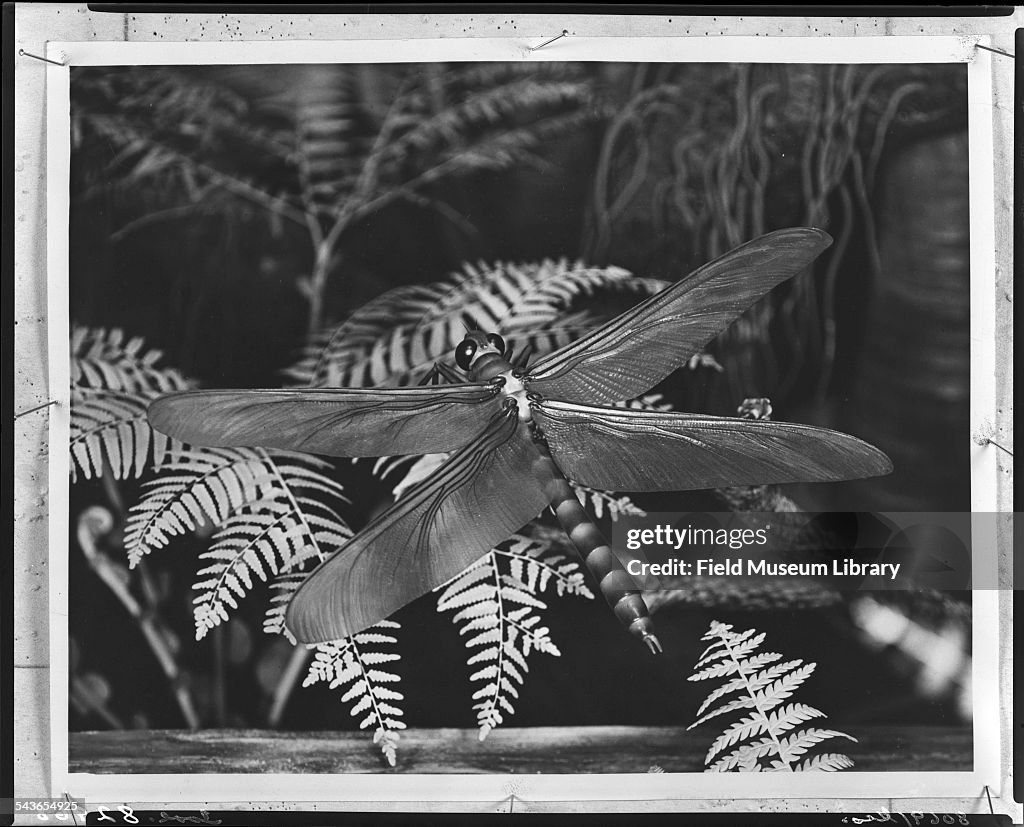 Giant Dragonfly