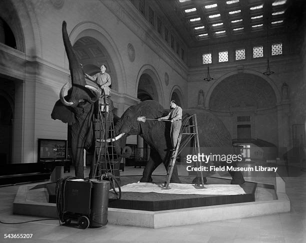 Two unidentified men, members of the Maintenance staff, use vacuums to clean the African Elephants in Stanley Field Hall at the Field Museum,...