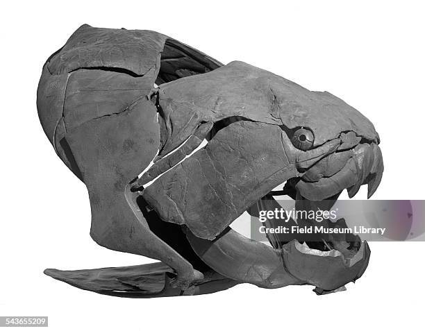 Model or reconstruction of the head of a Dunkleosteus terrelli armored fish, at the Field Museum, Chicago, Illinois, Spetember 23, 1958.