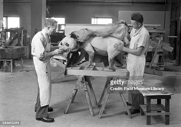 Julius Friesser and Frank Wonder work on a panda on the fourth floor taxidermy area, Field Museum, Chicago, Illinois, 1939.