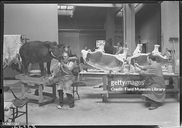Julius Frieser, Leon Walters, and Frank Gino, work on mounting warthog and babirusa specimens in the taxidermy area on the 4th floor, Field Museum,...