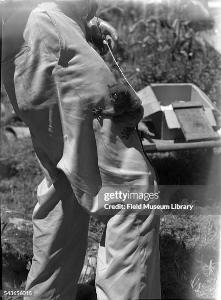 View of a tarsier holding onto a man's pant leg, at an abaca plantation, at the International Harvester Corporation, Davao, October 1946, October...