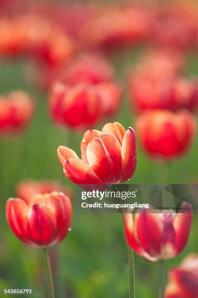 red tulip blooming - lily flowered tulip stockfoto's en -beelden
