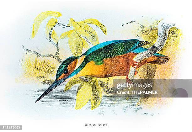 kingfisher engraving 1896 - kingfisher stock illustrations