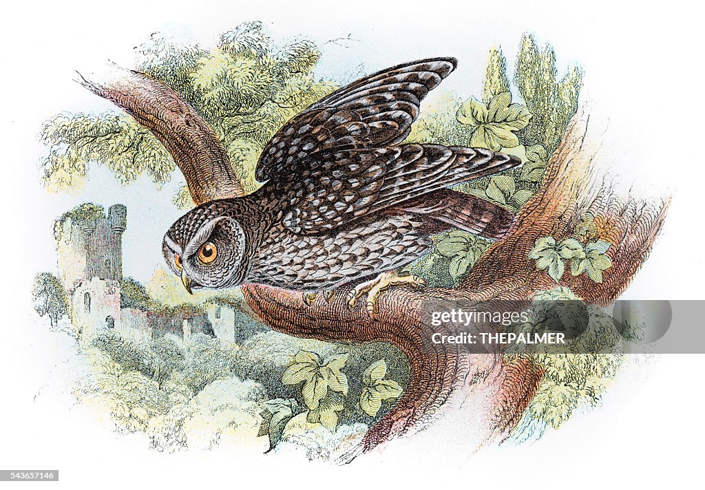 Little owl engraving 1896