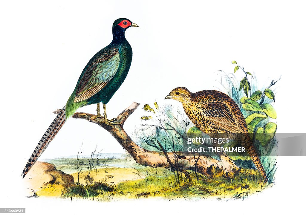 Pheasant birds illustration 1856