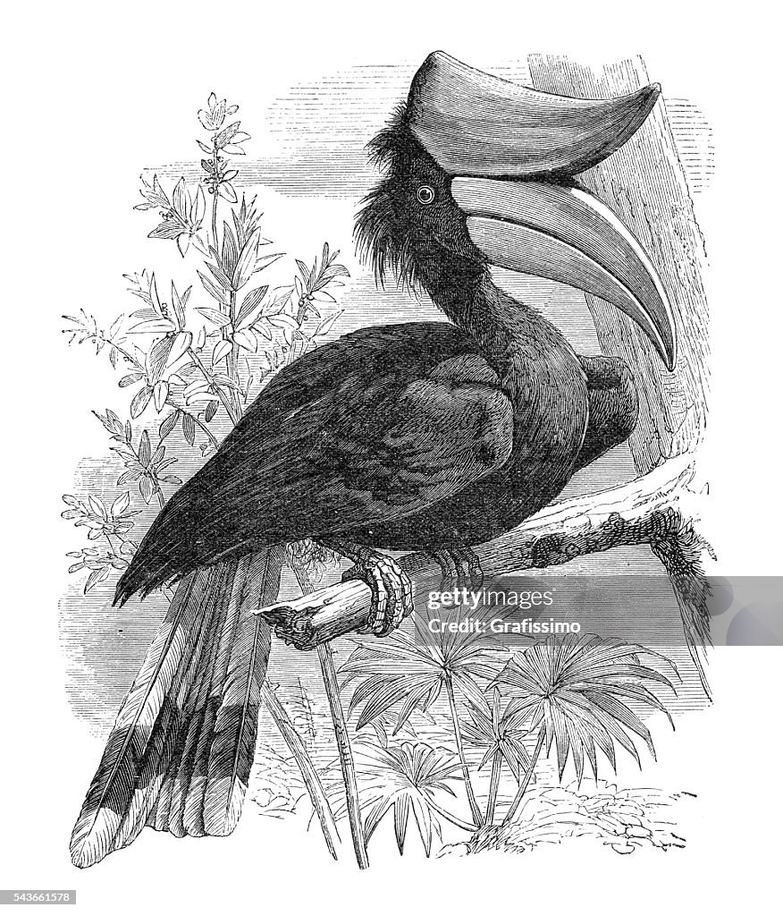 Great hornbill bird engraving 1880
