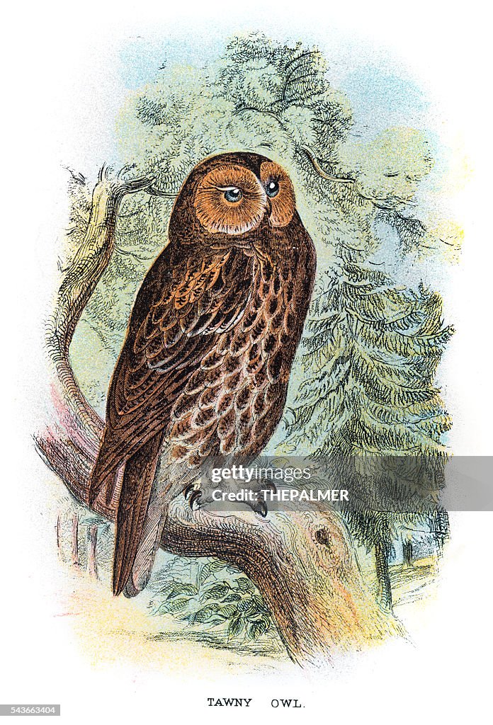 Tawny Owl engraving 1896