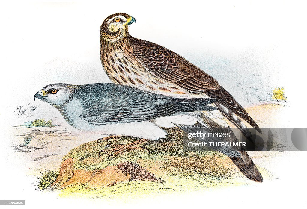 Gravure de busard cendré 1896