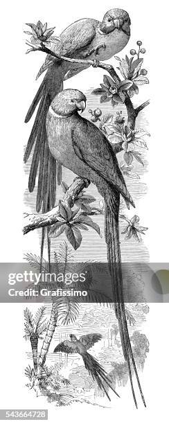 rose umgebener sittich papagei gravur 1880 - parrot stock-grafiken, -clipart, -cartoons und -symbole