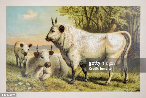 chillingham cattle - northumberland stock illustrations