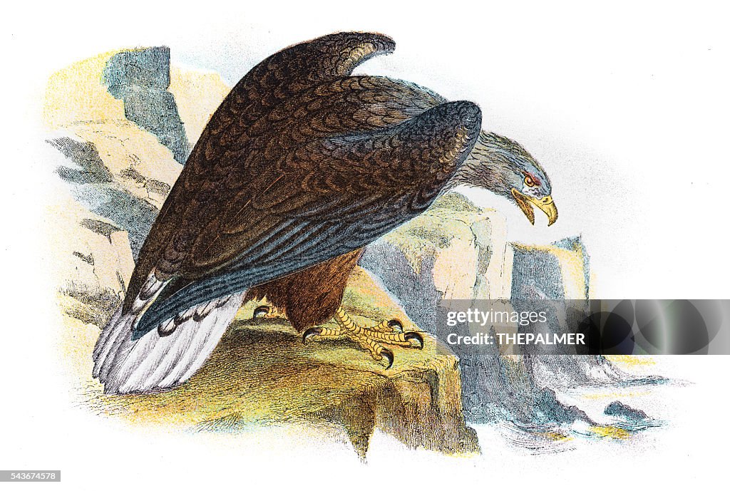 White tailed sea eagle illustration 1896
