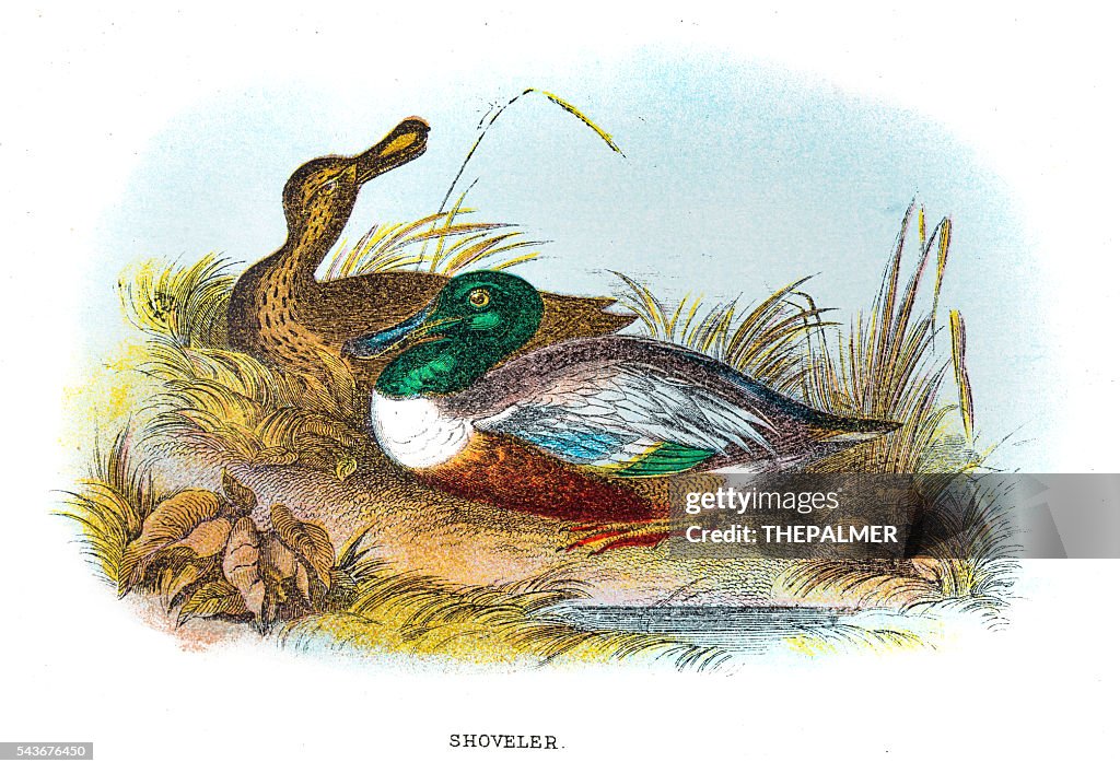 Northern shoveler engraving 1896