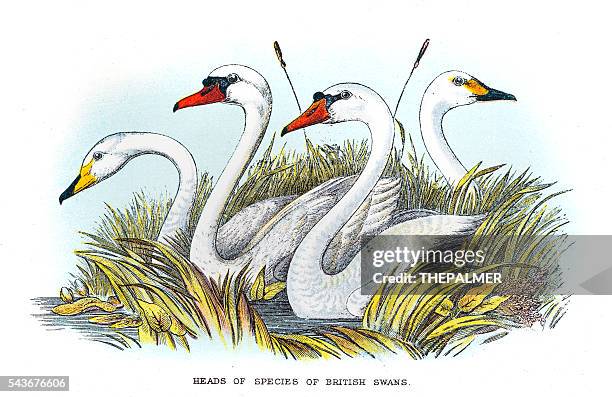 ilustraciones, imágenes clip art, dibujos animados e iconos de stock de ilustración 1896 cisne britsih - cisne blanco común