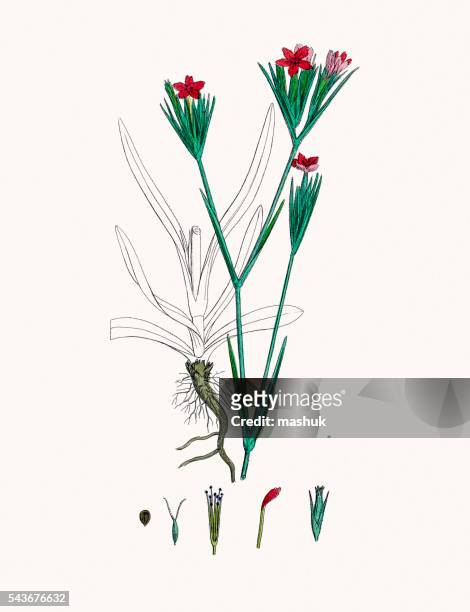 carnation flower - sweet william flower 幅插畫檔、美工圖案、卡通及圖標