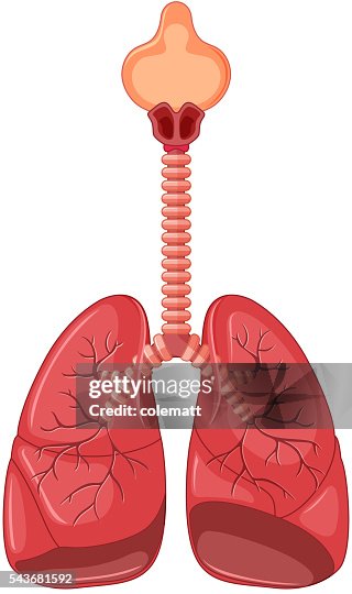 Diagram Of Human Lung High Biology Diagrams