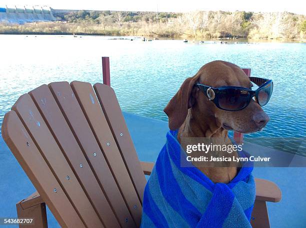 pets wearing glasses - vizsla stock pictures, royalty-free photos & images