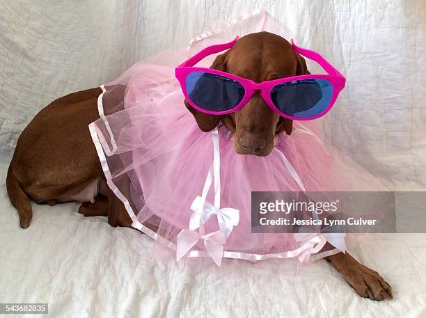 pets wearing glasses - big sunglasses stock pictures, royalty-free photos & images