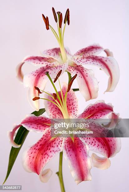 lilies - lilium stargazer - fotografias e filmes do acervo